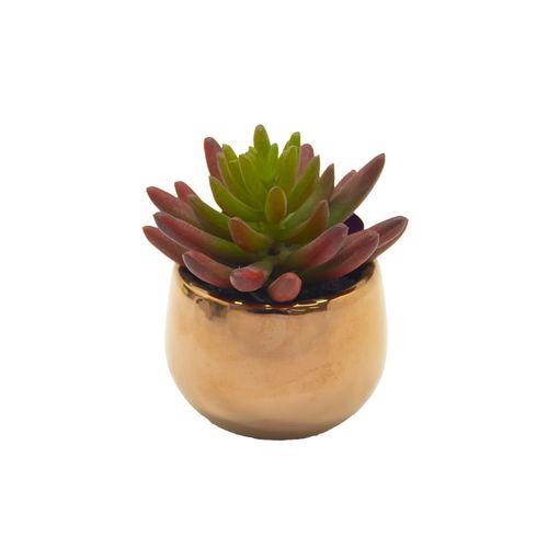 Planta Permamente Decor Suculenta 9,14cm HD-67840