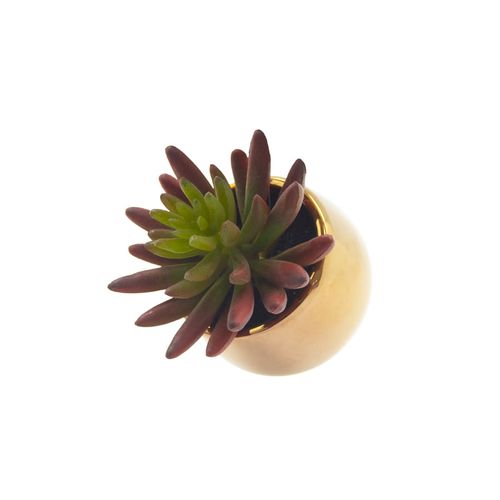 Planta Permamente Decor Suculenta 9,14cm HD-67840